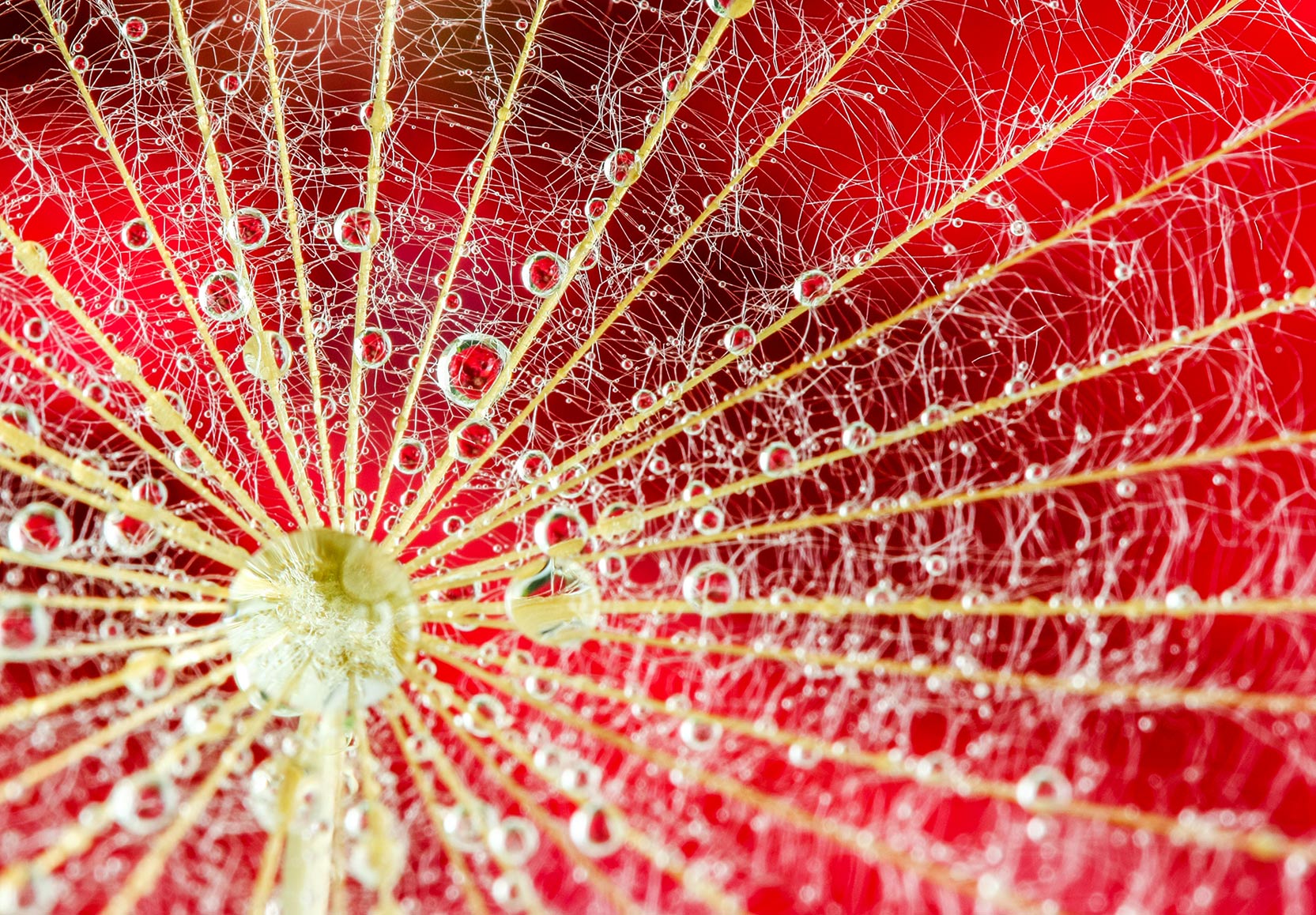 Red Petal Closeup Graphic